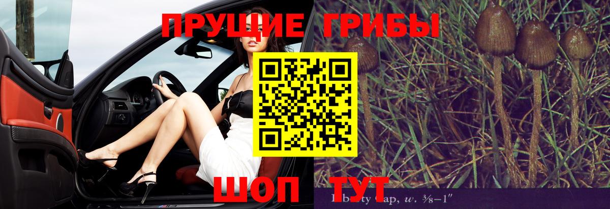 Медногорск  Псилоцибиновые грибы Psilocybine cubensis  Вход с VPN 