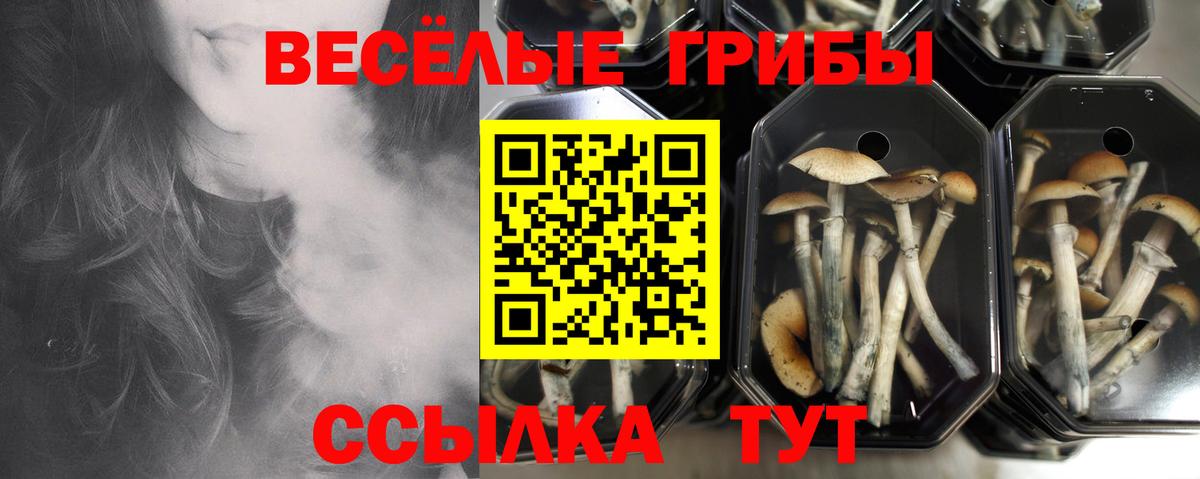 Псилоцибиновые грибы GOLDEN TEACHER Медногорск